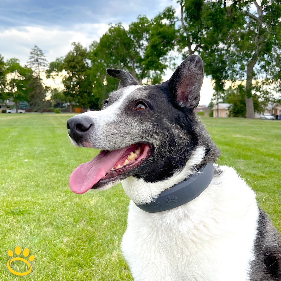 Benefits Of Halo Fence THE CALAMITY HOWLER