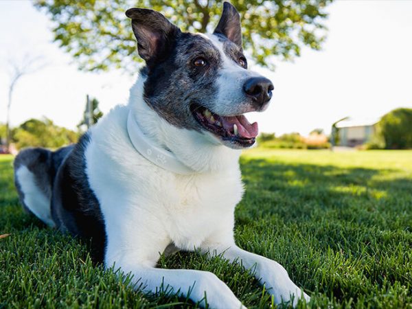 Benefits Of Halo Fence